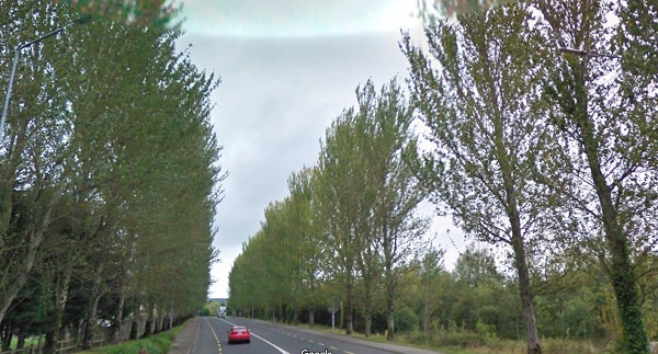poplar-trees-1.jpg